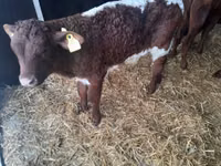 公牛, Limousin cow — 照片 1