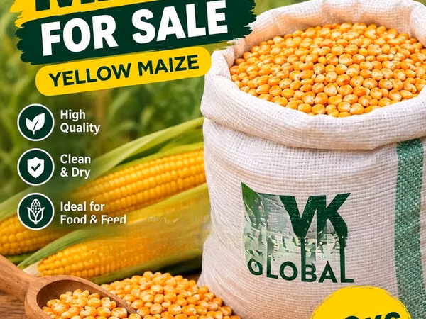 Yellow Maize for Sale