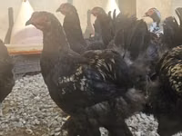 براهما — الصورة 2