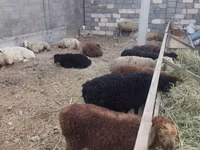 Kondoo jike, Tian-Shan semifinewool sheep — picha 4