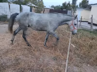 Caballo, Thoroughbred horse — foto 6