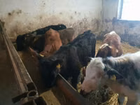 Bull, Cattle — photo 3
