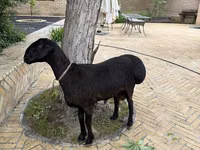 كبش, الأغنام — الصورة 1