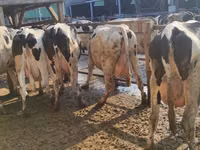 गाय, गोलस्टीन नस्ल — फ़ोटो 3