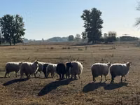 Dume la kondoo, Racka sheep — picha 2