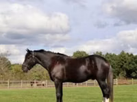 Farasi dume, Percheron — picha 2