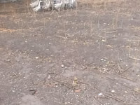 Geese — फ़ोटो 3