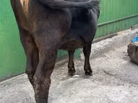 Ng'ombe jike, Ala-Tau breed — picha 2