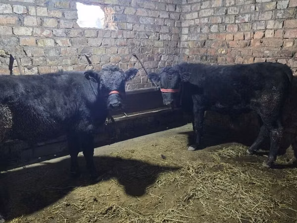 Ng'ombe dume, Aberdeen – Angus