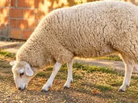 Sheep, British  Milksheep — photo 2