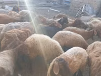 Ovejas (lote, sexo no especificado), Ovejas — foto 1