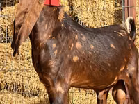 Cabro, Kamori goats — foto 1