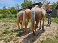 Yegua, Caballos — foto 1