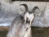 عنزة, الماعز — الصورة 3