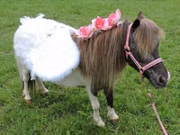 فرس, Miniature horse — الصورة 7