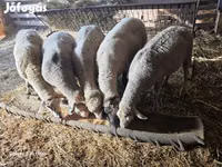 Ram, Sheep — photo 2