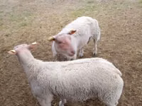 Kondoo (kikundi, jinsia haijatajwa), Charollais sheep — picha 2