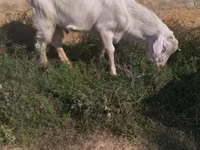 Cabro, Saanen goat — foto 2