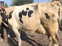 Ng'ombe jike, Swiss cattle — picha 3