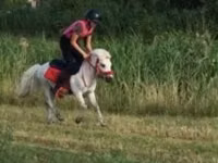 Caballo, Shetland Pony — foto 7