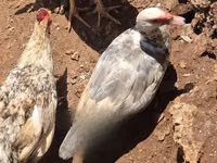 Ducks — फ़ोटो 5
