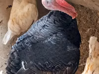 Turkeys — Foto 5