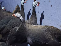 Guinea fowl — 照片 4