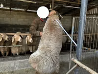 Sheep, Arashan sheep — photo 7