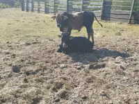 Bull, Zebu — photo 8