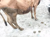 गाय, मवेशी — फ़ोटो 3