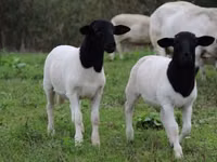 Kondoo (kikundi, jinsia haijatajwa), Dorper sheep — picha 4