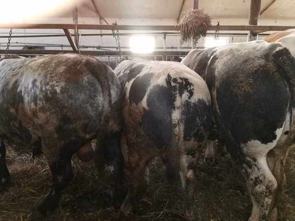 Ng'ombe (kikundi, jinsia haijatajwa), Simmental cattle