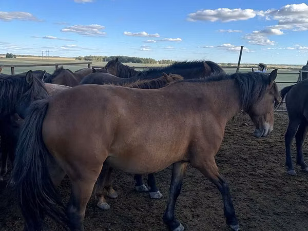 घोड़ी, Kazakh horse