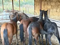 Caballo, Horse breed — foto 6