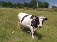 Kuh, Russian Black pied cattle — Foto 3