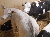 公牛, Simmental cattle — 照片 3