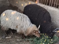 Oveja, Racka sheep — foto 1