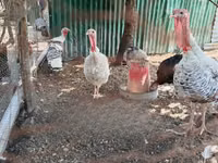 नैरागैन्सेट — फ़ोटो 3