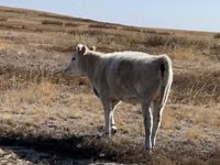 Ng'ombe jike, Auliakol breed — picha 3
