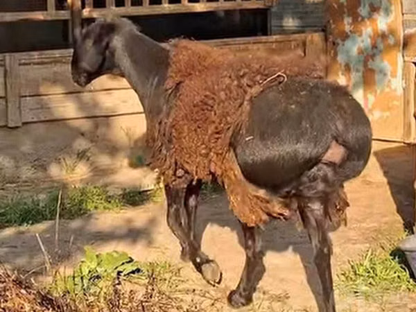 Ram, Sheep