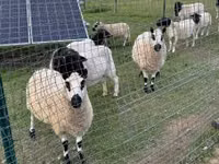 भेड़, Cerry Hill sheep — फ़ोटो 7
