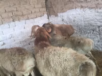 Dume la kondoo, Rhon sheep — picha 1