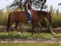 Caballo, Quarter Horse — foto 4