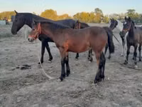 公马, Friesian — 照片 6