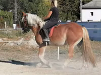 Hengst, Gypsy horse — Foto 4