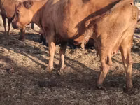 Cow, Kalmyk breed — photo 4