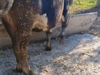 Ng'ombe jike, Ala-Tau breed — picha 6