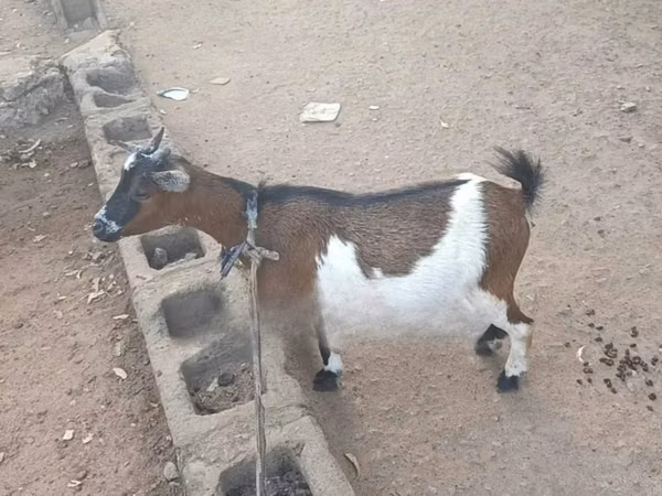 Mbuzi jike, Nubian Goat