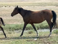 Mare, Tatar horse — photo 3
