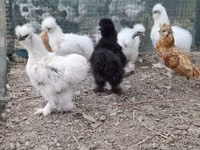 Danish hen — picha 5